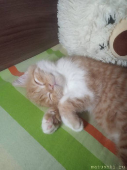 Любимая кошатинка  - IMG-20220209-WA0000.jpg