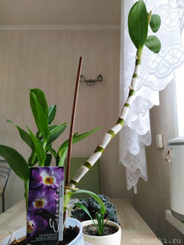 Орхидеи. - IMG_20220223_161947.jpg