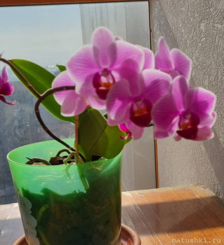 Наши цветы 2 - 20220316_122853.jpg