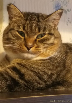 Любимая кошатинка  - 20220212_135812.jpg