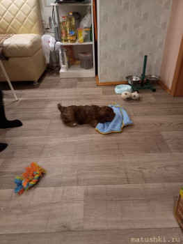 А мы купили щенка - 20220404_200741.jpg