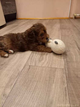 А мы купили щенка - 20220404_200011.jpg