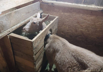 Сельское хозяйство по полной - 278076075_5415732911772882_3511121180741587375_n.jpg