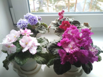 Наши цветы 2 - IMG_20220420_101912.jpg