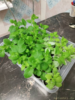 Наши цветы 2 - IMG_20220421_211120.jpg