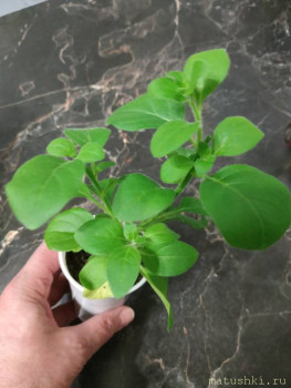 Наши цветы 2 - IMG_20220421_211149.jpg