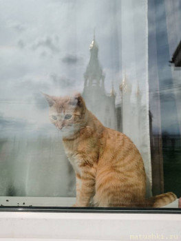 Любимая кошатинка  - IMG_20220509_121936.jpg