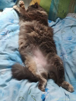 Любимая кошатинка  - IMG_20220604_110636.jpg