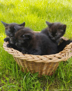 Любимая кошатинка  - IMG_20220606_154947-01.jpeg