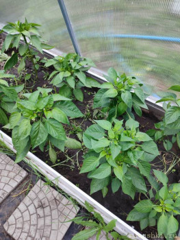 Наша дача - IMG_20220626_180832.jpg