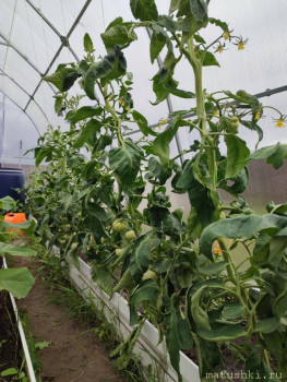 Наша дача - IMG_20220626_180753.jpg