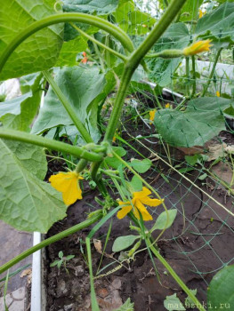 Наша дача - IMG_20220704_174115.jpg