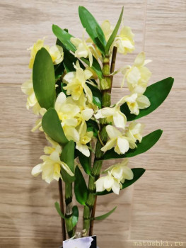 Орхидеи. - IMG_20220715_220400.jpg