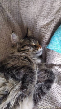 Любимая кошатинка  - IMG-20220724-WA0006.jpg