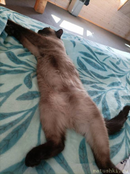 Любимая кошатинка  - IMG_20220728_170452.jpg