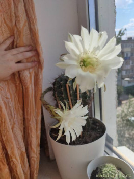 Комнатные цветущие растения кроме орхидей . - IMG20220808122817.jpg