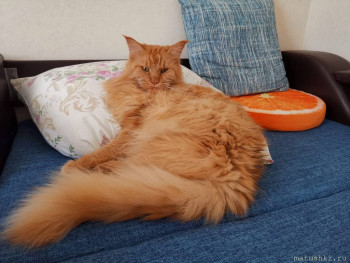 Любимая кошатинка  - IMG-20220904-WA0004.jpg