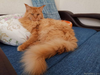 Любимая кошатинка  - IMG-20220904-WA0005.jpg