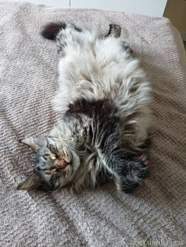 Любимая кошатинка  - IMG20220912150213.jpg