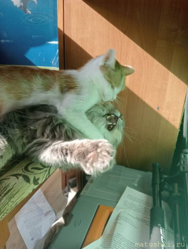 Любимая кошатинка  - IMG-8be0e0667e06aa53233399b8b81aa277-V.jpg