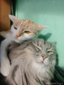 Любимая кошатинка  - IMG-e482a542d8fc8133d9c0a340285f0730-V.jpg