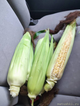 Наша дача - IMG_20220909_160737.jpg