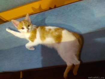 Любимая кошатинка  - IMG_20220915_213537.jpg