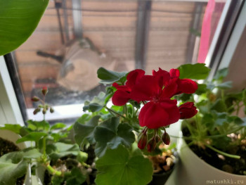 Наши цветы 2 - IMG20221009123826.jpg