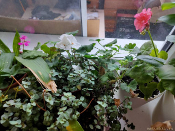 Наши цветы 2 - IMG20221010121947.jpg