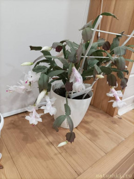 Наши цветы 2 - IMG_20221007_214513.jpg