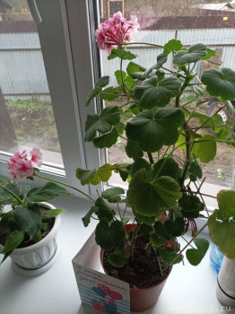 Наши цветы 2 - IMG_20221012_142012.jpg