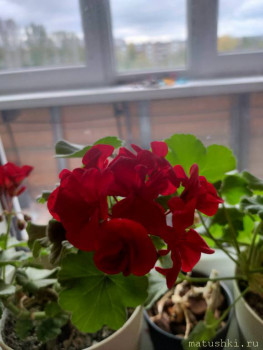 Наши цветы 2 - IMG20221012114500.jpg