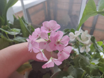 Наши цветы 2 - IMG20221116100304.jpg