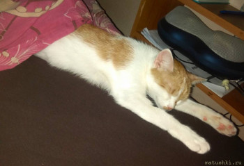 Любимая кошатинка  - IMG_20221202_093651.jpg