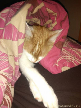 Любимая кошатинка  - IMG_20221202_093707.jpg