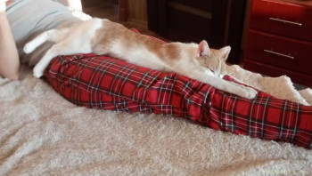 Любимая кошатинка  - IMG_20221226_111633.jpg