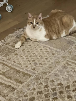 Любимая кошатинка  - 8B63BDA7-B6E9-4464-B4E0-806A2D054051.jpeg