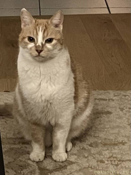 Любимая кошатинка  - 2F5419A7-23F1-416D-9217-3D8635205FE4.jpeg