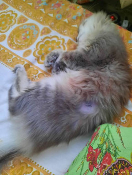 Любимая кошатинка  - IMG-20230213-WA0000.jpg