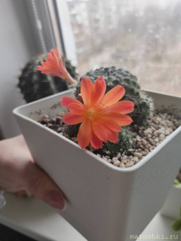 И еще два бутона на двух детках у основного растения:)