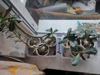 Адениумы-Роза пустыни. Надеюсь обрадуют цветением.