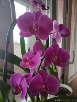 Наши цветы 2 - IMG20230330090940.jpg