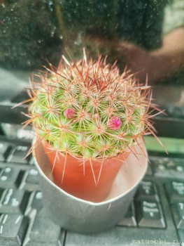 Наши цветы 2 - IMG_20230408_100129.jpg