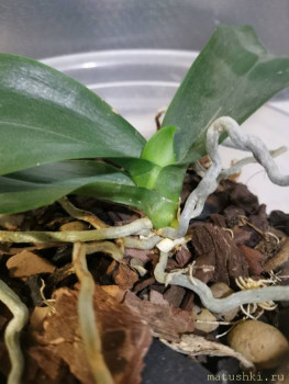 Орхидеи. - IMG_20230324_215715.jpg