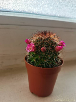 Наши цветы 2 - IMG_20230411_102058.jpg