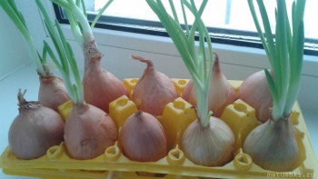 Кухонные разговоры флудим ТУТ -6 - лук.jpg