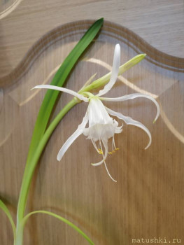 Наши цветы 2 - IMG_20230502_185748.jpg