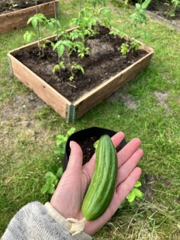 Наша дача - A0F9FD8B-16D6-4C5B-A7A7-7F270DD1CF4C.jpeg