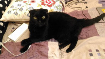 Любимая кошатинка  - P_20200510_144155.jpg