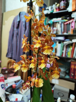 Орхидеи. - IMG_20230703_222204.jpg